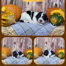 Oakley - Parti male Goldendoodle puppy in Grabill, Indiana from Rose's Doodles