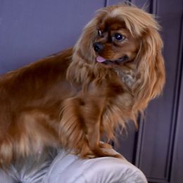 Valentine - Cavalier King Charles Spaniel