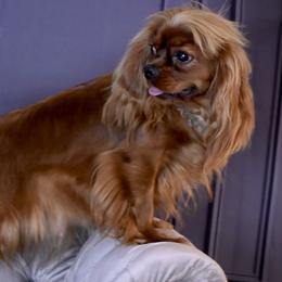 Valentine - Cavalier King Charles Spaniel