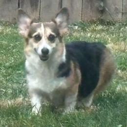 Pembroke Welsh Corgi puppies from Bentley Corgis LLC