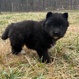Orange - Black and white female Siberian Husky puppy in Jonesborough, Tennessee from Dry Creek Siberians