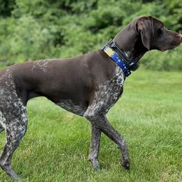 German Shorthaired Pointers from Buck GSP