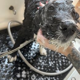 Bernedoodle Puppies from Darling Paws, LLC