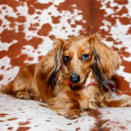 Roxie - Dachshund