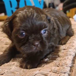 Puppy 1 - Chocolate male Shih Tzu puppy in Belleville, Michigan from Patricia's Heavenly Earth Angels