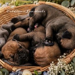 3RD PICK - Red male Boerboel puppy in Pennsylvania from Cold River Boerboels