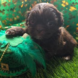 Remyy (Alvin) - Chocolate male Shih Tzu puppy in Brighton, Missouri from Morningstar's Shih Tzu