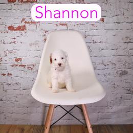 Shannon - Parti female Goldendoodle puppy in Calhoun, Georgia from Happy Top Doodles