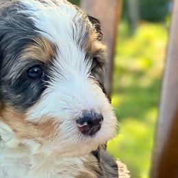 Bernedoodles from Wild Grace Farm Pups
