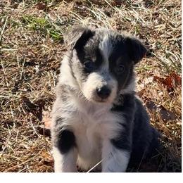 Mable-blue - Blue female Border Collie puppy in Chattanooga, Tennessee from Ross Vegas Kennels