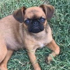 Brussels Griffons from Gold Country Griffs