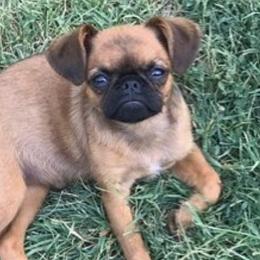 Brussels Griffons from Gold Country Griffs