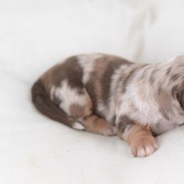 Cloud - Full AKC LH Dapple - Dapple female Dachshund puppy in Neosho, Missouri from A Walk In The Park