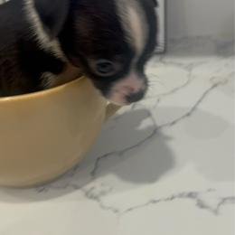 5500 Mini Ms Tux Tux charting 3-4 lb - Black and white female Chihuahua puppy in Las Vegas, Nevada from Quality Poms Chihuahua Yorkies of Las vegas