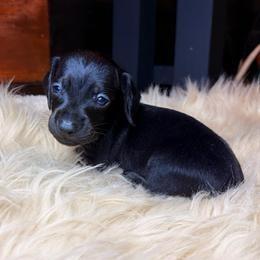 Sirius - Black male Dachshund puppy in Washburn, Tennessee from Clinch Mountain Dachshunds