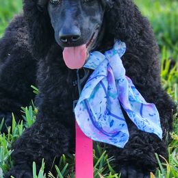 Poodles from Fre' LoRuw Standard Poodles