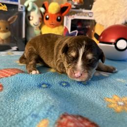 Kufel - Chocolate male Pomsky puppy in Campton Hills, Illinois from Urban Miracle’s