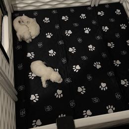 West Highland White Terrier Puppies from Red Rock Farms