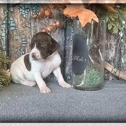 Boy 7 - White and liver male German Shorthaired Pointer puppy in Laporte, Minnesota from Northern Odyssey Gun Dogs
