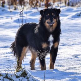 Voodoo - Miniature American Shepherd
