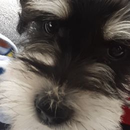 Miniature Schnauzers and Shih Tzus from Playhouse Puppies