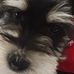 Miniature Schnauzers and Shih Tzus from Playhouse Puppies