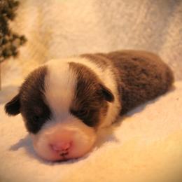 Lilly - Blue female Pembroke Welsh Corgi puppy in North Manchester, Indiana from Covered Bridge Corgis