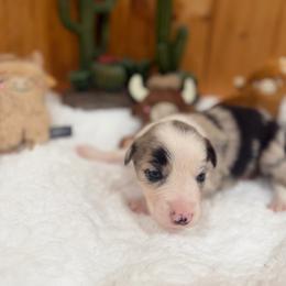 Annie Oakley - Blue merle female Border Collie puppy in Owenton, Kentucky from Three16 Ranch
