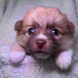 Athena - Chocolate female Pomsky puppy in Avoca, Michigan from Repurposed Paradise Farm