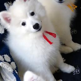 RED - Michelanglo ANGELO - White male American Eskimo Dog puppy in Redlands, Ca, Usa, California from Tribe of Aryelle