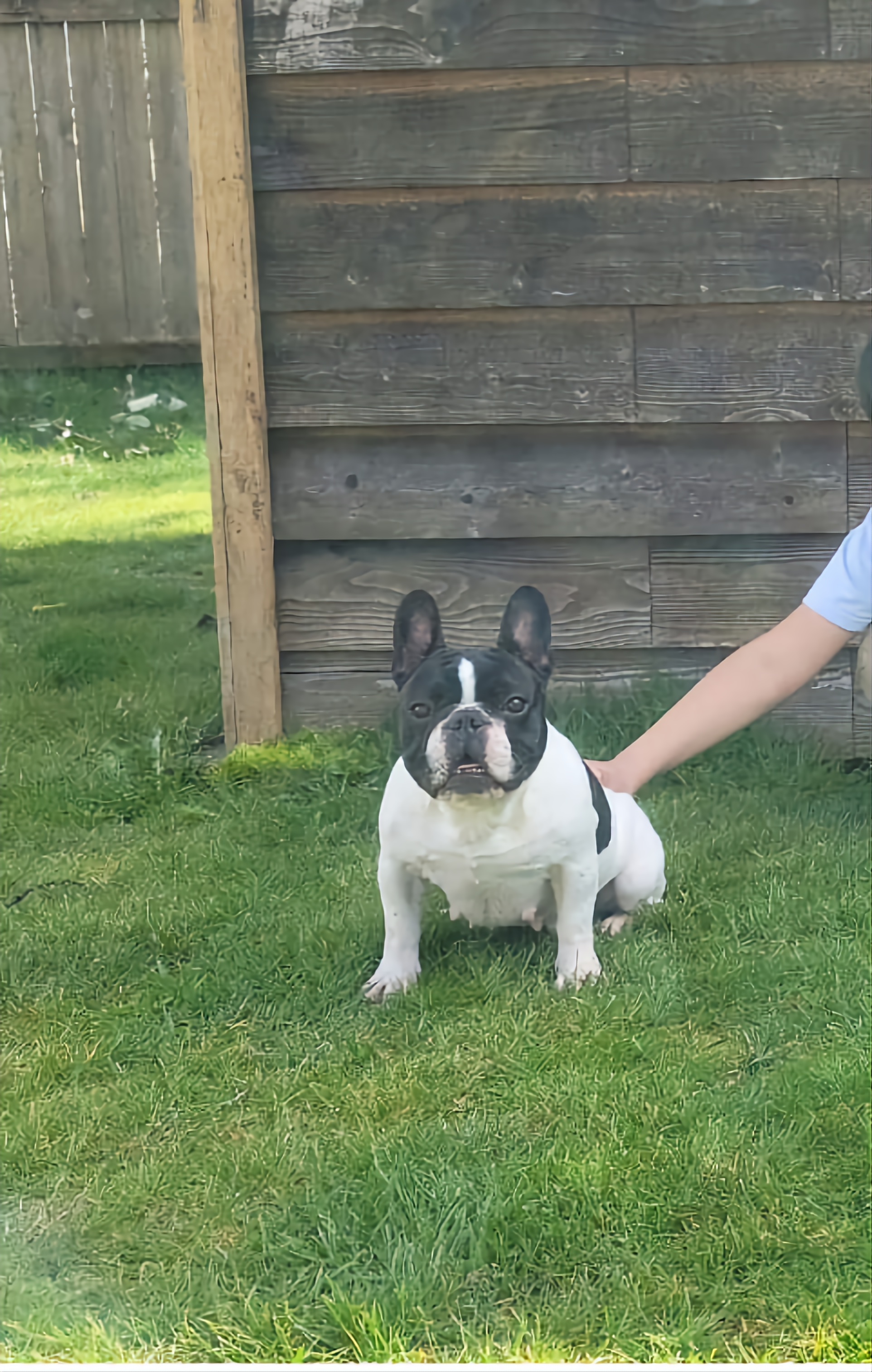 Mille - French Bulldog