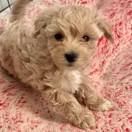 Finn - Champagne male Maltipoo puppy in Ashville, Alabama from LMC Pups