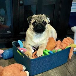 Great Pyrenees, Pekingese, and Pug Puppies from Triptych Kennels