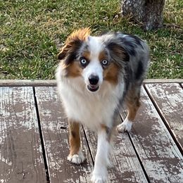 June - Miniature Australian Shepherd