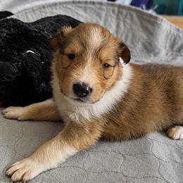 Excalibur - Sable and white male Collie puppy in Malvern, Arkansas from Lost Acres Collies