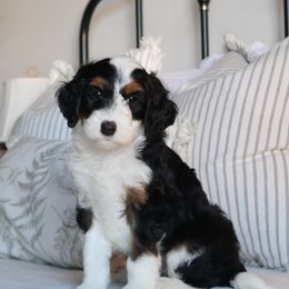 Bear - Black male Goldendoodle puppy in Temecula, California from Temecula Creek Doodles