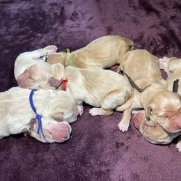 Tom-Tom - Golden male Golden Retriever puppy in New Ringgold, Pennsylvania from Hawk Mountain Doodles
