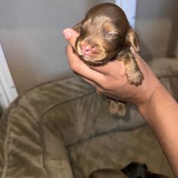 Boy 4 - Fawn (isabella) and cream male Dachshund puppy in Salisbury, North Carolina from Shy’s Teenie Weenies