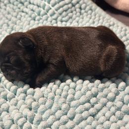 Willie - Brindle male French Bulldog puppy in Ashland, Ohio from HazyDayFrenchies