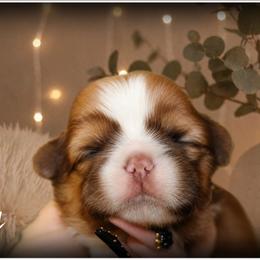 Fig - Red male Shih Tzu puppy in Warren, Michigan from Danielle's Yorkie Babies