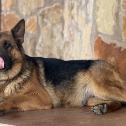 German Shepherds from Von Vollblut Shepherds