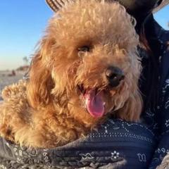 Nini - Poodle