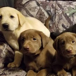 Labrador Retrievers from Michelle Chick
