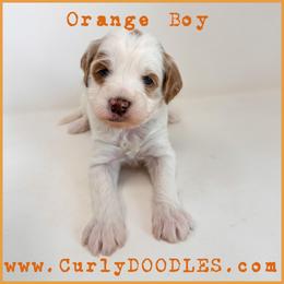 Orange Boy - Parti male Goldendoodle puppy in Taneytown, Maryland from Curlydoodles