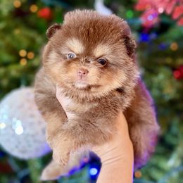 Kelly - Chocolate and tan female Pomeranian puppy in Kilgore, Texas from 5 Star Poms