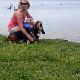 Basset Hound Puppies from Hudson's Hounds