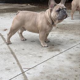 French Bulldog Puppies from Top Billin' Frenchies, LLC