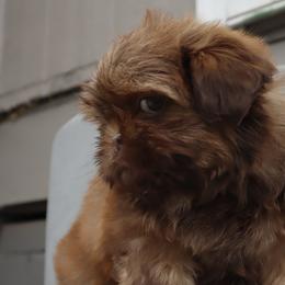 Shih Tzus from Southland’s Shih Tzus