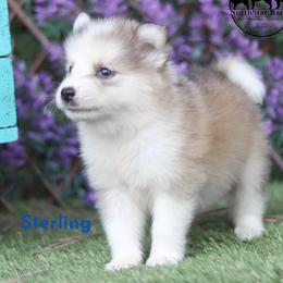 Nenets Herding Laika puppies from Mystic Winds Nenets Laikas