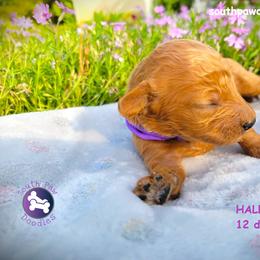 Half Pint - Red  female Goldendoodle puppy in Greer, South Carolina from South Paw Doodles